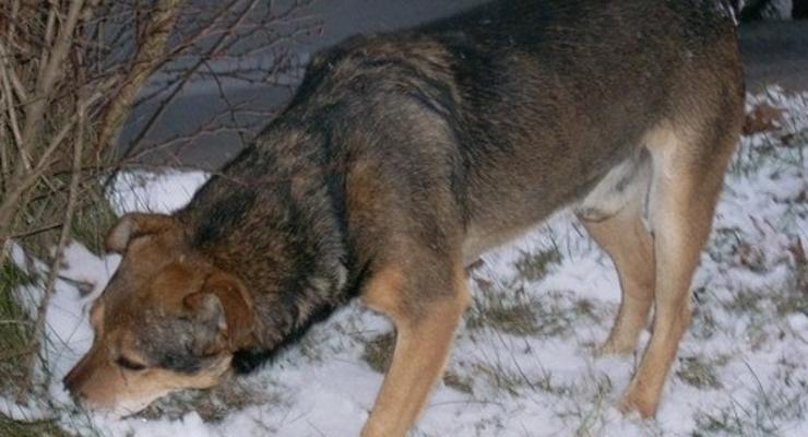 Ktoś w Krakowie truje czworonogi?